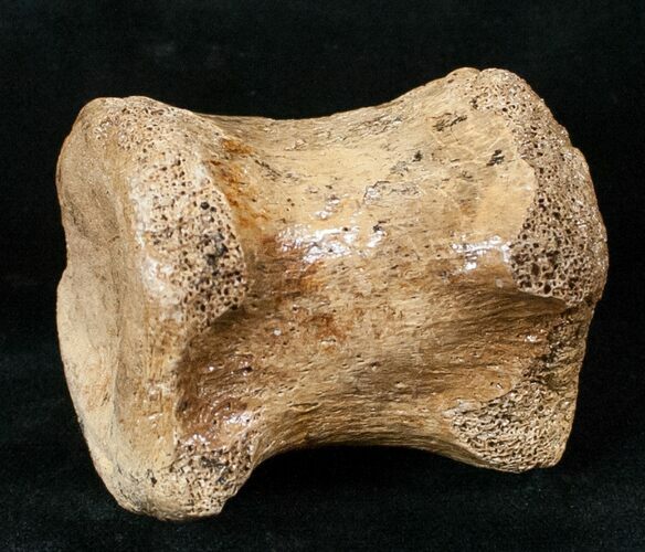 Edmontosaurus (Hadrosaur) Caudal Vertebrae - Montana #13325